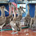 Brown Pelican